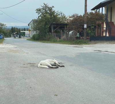 Φόλες σε αδέσποτα σκυλιά στο χωριό Άμμος Βέροιας