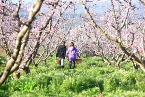 Ξεκινούν οι δράσεις του φεστιβάλ "Ανθισμένες Ροδακινιές 2024" στη Βέροια