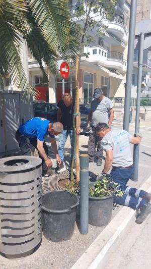 Νέες φυτεύσεις δέντρων στην οδό Ανοίξεως από τον Δήμο Βέροιας