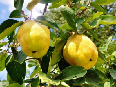 Δηλώσεις ζημίας από τον παγετό Μαρτίου – Απριλίου 2025 στις καλλιέργειες κυδωνιών στους κατά τόπους Ανταποκριτές ΕΛΓΑ