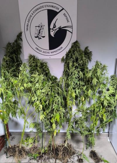 Συνελήφθη ένα άτομο στην Ημαθία για καλλιέργεια δενδρυλλίων κάνναβης