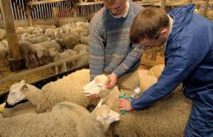 Ημαθία: Η «ευλογιά» φόβος για το αύριο…