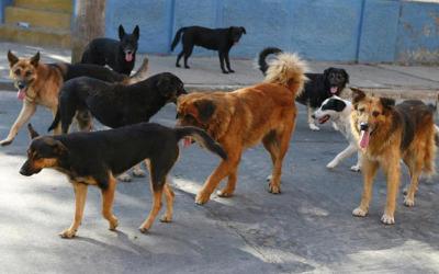 Αδέσποτη η κατάσταση στη Βέροια με τα σκυλιά