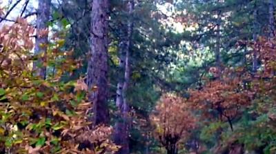 Απαγόρευση κυκλοφορίας στα δάση και τα αλσύλλια της Ημαθίας