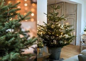 Δήμος Βέροιας: Διαχείριση και αξιοποίηση των Φυσικών Χριστουγεννιάτικων Δέντρων