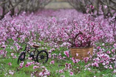 Ανθισμένες Ροδακινιές στο Ρουμλουκιώτικο Κάμπο