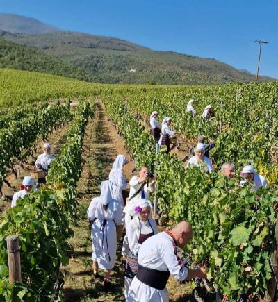 Ξεκινά την ερχόμενη εβδομάδα το 3o Φεστιβάλ Τρύγου Νάουσας