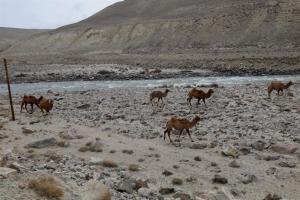 Θεματικές ξεναγήσεις στη φωτογραφική έκθεση «Ζει ο βασιλιάς Αλέξανδρος;»