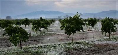 Ανακοινώθηκαν τα πορίσματα του ΕΛΓΑ για ζημιές από παγετό στην Χαρίεσσα