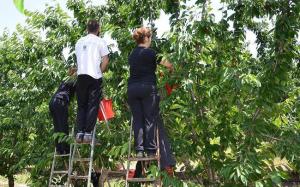 Δηλώσεις ζημίας από το χαλάζι της 30ης Απριλίου 2026 σε δενδρώδεις καλλιέργειες των Δ/Κ Επισκοπής, Λουτρού, Κεφαλοχωρίου, Μελίκης και Ξεχασμένης