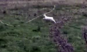 Εντυπωσιακή καταγραφή άγριας ζωής με λευκά ζαρκάδια στην Σφηκιά