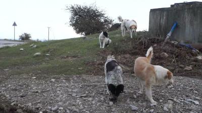 Δήμος Βέροιας: Δωρεάν ηλεκτρονική σήμανση και στείρωση σκύλων των κτηνοτρόφων