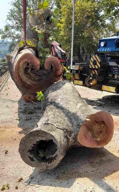 Κόπηκε μεγάλος πλάτανος στην πλατεία Ελιάς