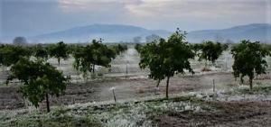 Ραντεβού για Δηλώσεις ζημιών από τον παγετό της 21 Μαρτίου 2022 σε καλλιέργειες του Λουτρού