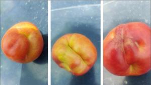 Περισσότερα από 10.000 στρέμματα πλήττονται από παραμόρφωση των καρπών / Συνεχίζονται οι δηλώσεις