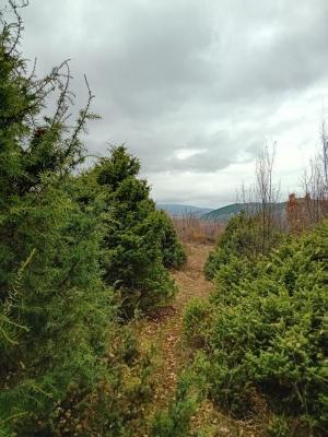 Δάσος των Κεδρών στο Γιαννακοχώρι: Η πιο θεραπευτική εκδρομή βαδίζοντας και αναπνέοντας