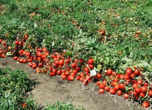 Ανακοινώθηκαν τα πορίσματα εκτίμησης για τις καλλιέργειες βιομηχανικής τομάτας της Δ/Κ Σταυρού