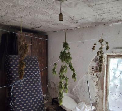 Συνελήφθη στην Ημαθία για καλλιέργεια δενδρυλλίων κάνναβης