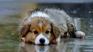 Νέες δράσεις διαχείρισης αδέσποτων ζώων συντροφιάς από τις Υπηρεσίες του Δήμου Αλεξάνδρειας