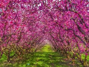 Παραμυθένιες, μοναδικές εικόνες προσφέρει ο κάμπος της Ημαθίας
