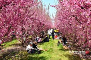 Η Βέροια ανθίζει με… «Ανθισμένες Ροδακινιές»