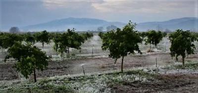 Πορίσματα εκτίμησης ζημιών από τον παγετό της 21ης Μαρτίου 2022 στις καλλιέργειες της Αλεξάνδρειας και της Κορυφής