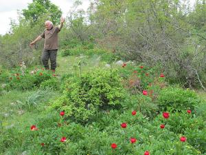 Μία ανθισμένη εκδρομή στις Παιώνιες Κράστας του Βερμίου