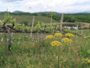 Μήνας αναγέννησης και μνήμης ο Μάιος στο Κτήμα ΚΥΡ-ΓΙΑΝΝΗ