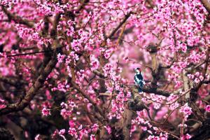 Τελετή βράβευσης και έκθεση φωτογραφίας με θέμα τις «Ανθισμένες Ροδακινιές»