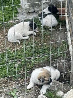 Μήνυση από τον Αντιδήμαρχο Νικόλαο Γιαννάκη για εγκατάλειψη νεογέννητων κουταβιών έξω από τον χώρο φύλαξης αδέσποτων ζώων Αλεξάνδρειας