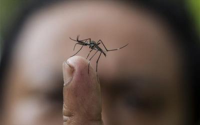 Το πρόγραμμα της εβδομάδας για την Αστική Επίγεια Καταπολέμηση Κουνουπιών του Δήμου Αλεξάνδρειας