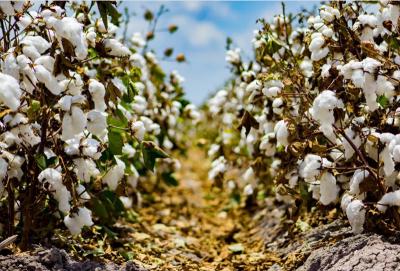 Ανακοίνωση για την ολοκληρωμένη φυτοπροστασία στη Βαμβακοκαλλιέργεια της Ημαθίας