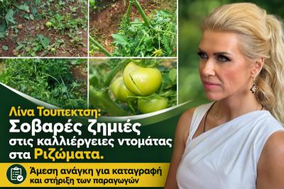 Λίνα Τουπεκτσή: Σοβαρές ζημιές στις καλλιέργειες ντομάτας στα Ριζώματα. Άμεση ανάγκη για καταγραφή και στήριξη των παραγωγών
