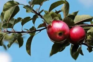 Ανακοινώνονται τα πορίσματα Δικαιούχων Φυτικού για δικαιούχους των Δ/Κ Αλεξάνδρειας, Βρυσακίου και Καμποχωρίου