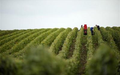Υποβολή Αιτήσεων-Υπεύθυνων δηλώσεων για ένταξη στο Πρόγραμμα Αναδιάρθρωσης &amp; Μετατροπής Αμπελώνων περιόδου 2025-26