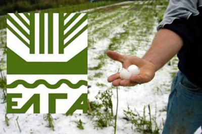 Τα πορίσματα ζημιών από χαλάζι στο αγρόκτημα της Βέροιας