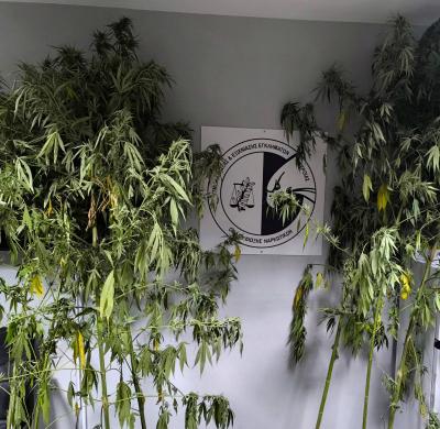 Συνελήφθη ένα άτομο στην Ημαθία για καλλιέργεια δενδρυλλίων κάνναβης