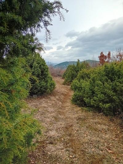 Στο Δάσος των Κέδρων, στο Μπατσό, Γιαννακοχώρι!